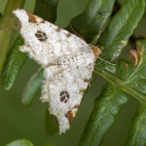 Réf. 289 250 : Macaria notata