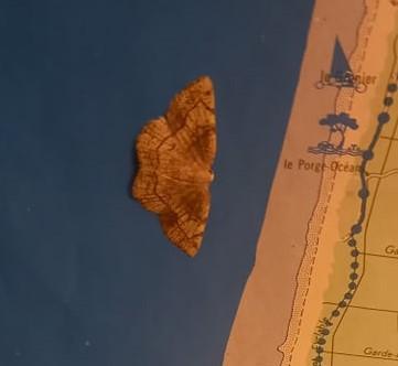 Réf. 289 153 : Stegania trimaculata
