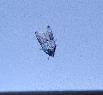 Réf. 289 231 : Nycteola sp.
