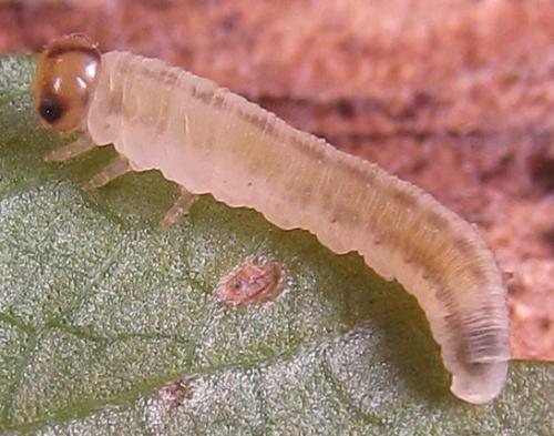 Réf. 289 632 : Tenthredo campestris