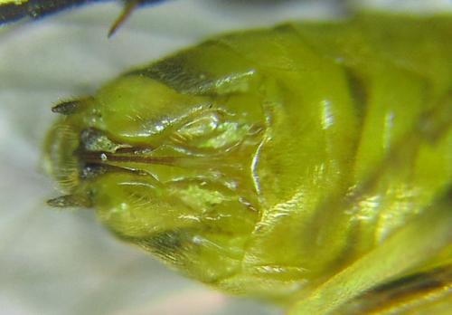 Réf. 289 000 : Pristiphora bufo