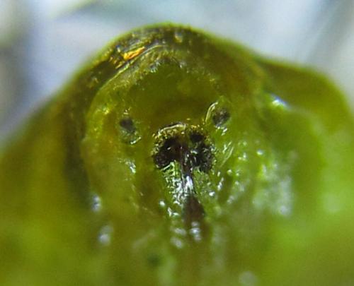 Réf. 289 001 : Pristiphora bufo