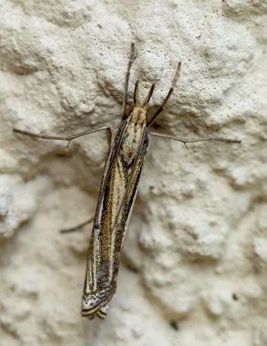 Réf. 289 405 : Ancylolomia tentaculella