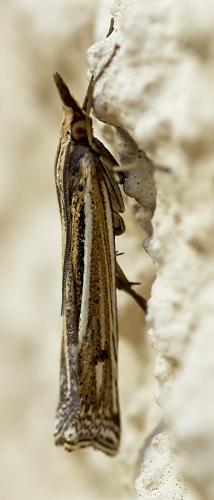 Réf. 289 406 : Ancylolomia tentaculella