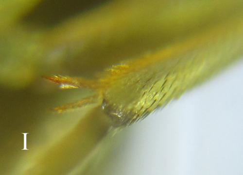 Réf. 289 003 : Pristiphora bufo