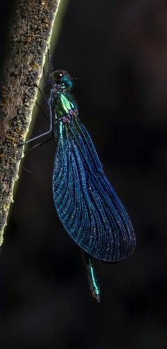 Calopteryx virgo