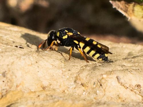 Réf. 289 091 : Celonites abbreviatus