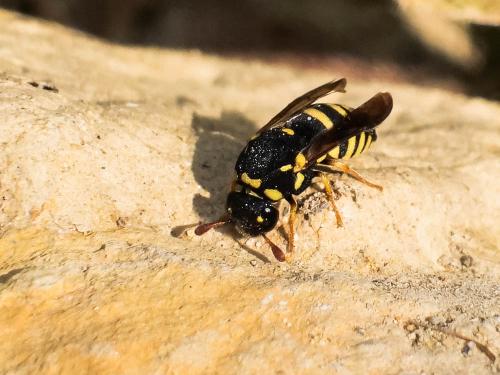 Réf. 289 092 : Celonites abbreviatus