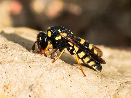 Réf. 289 093 : Celonites abbreviatus