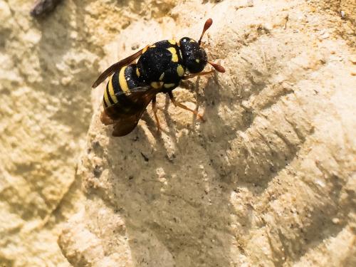 Réf. 289 094 : Celonites abbreviatus