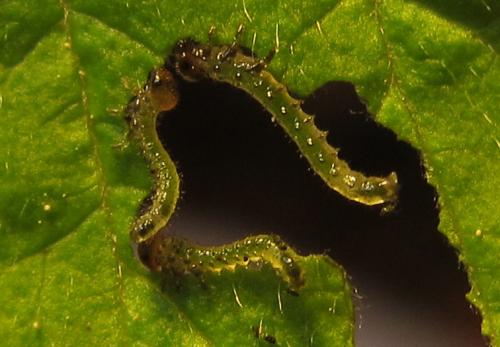 Arge gracilicornis