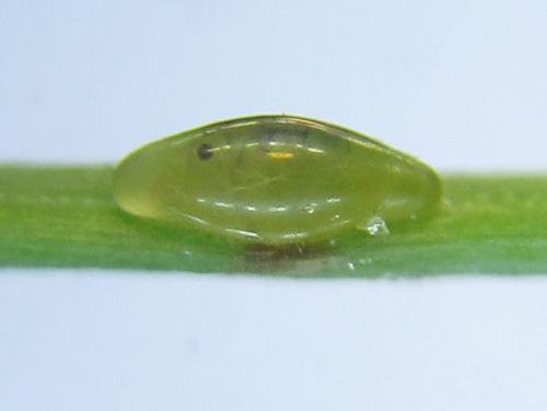 Réf. 289 005 : Pristiphora bufo