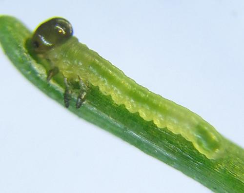 Réf. 289 006 : Pristiphora bufo