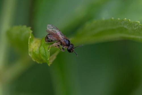 Lasioglossum sp.