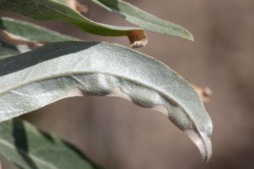 Aceria angustifoliae