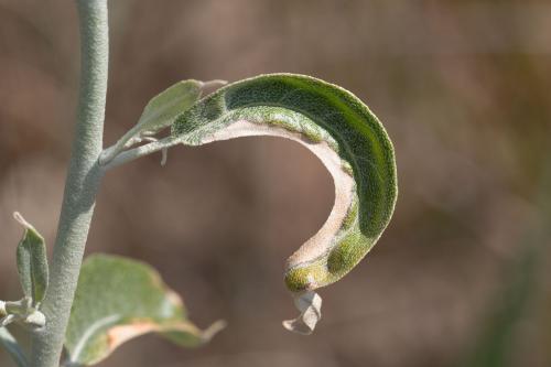 Aceria angustifoliae