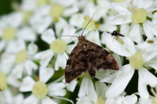 Anthophila fabriciana