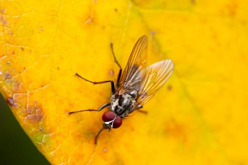 Hylemya vagans