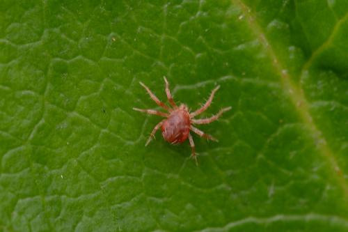 Anystis sp.