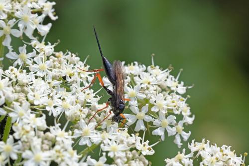 Buathra sp.