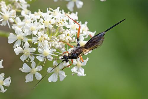 Réf. 289 025 : Buathra sp.