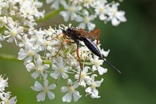 Buathra sp.