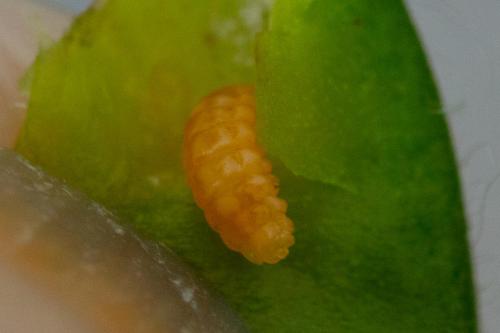Réf. 289 479 : Asphondylia sarothamni