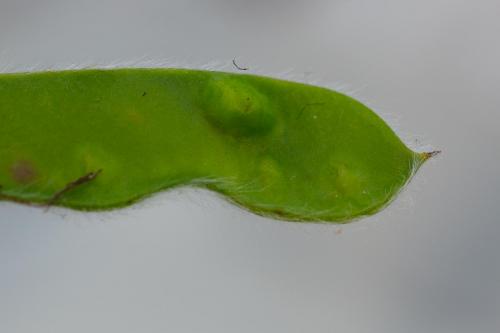 Réf. 289 478 : Asphondylia sarothamni