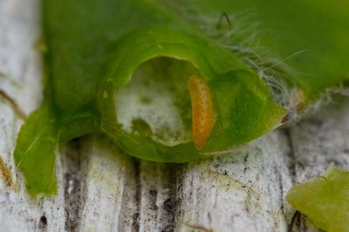 Réf. 289 480 : Asphondylia sarothamni