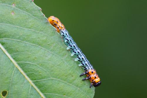 Réf. 289 071 : Euura salicis
