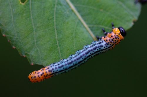 Réf. 289 072 : Euura salicis