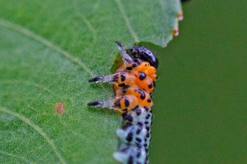 Euura salicis