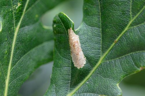 Réf. 289 145 : Phyllonorycter sp.