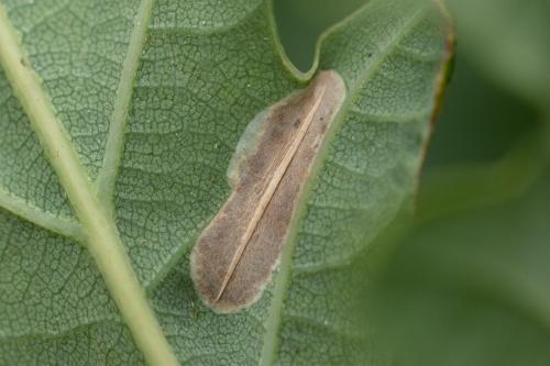 Réf. 289 146 : Phyllonorycter sp.
