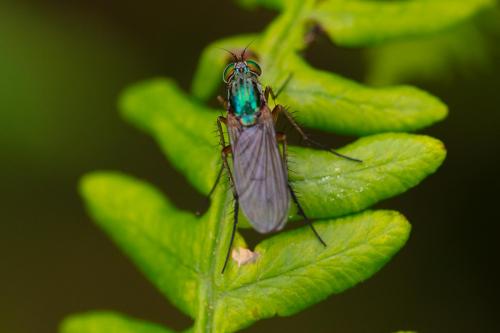 Réf. 289 147 : Dolichopus sp.