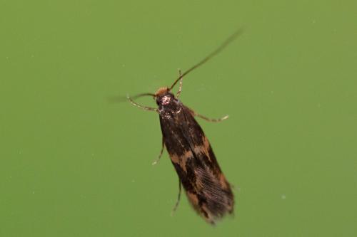Oinophila v-flava