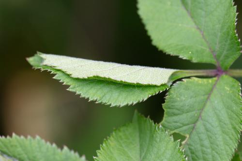 Agonopterix ciliella