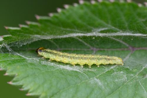 Agonopterix ciliella