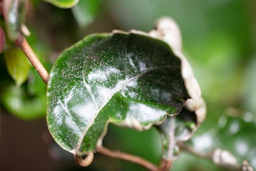 Aceria angustifoliae