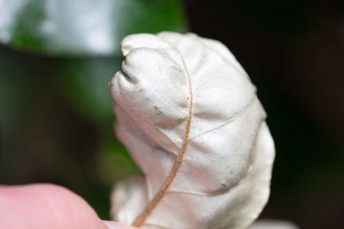 Réf. 289 588 : Aceria angustifoliae