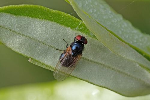 Silba fumosa