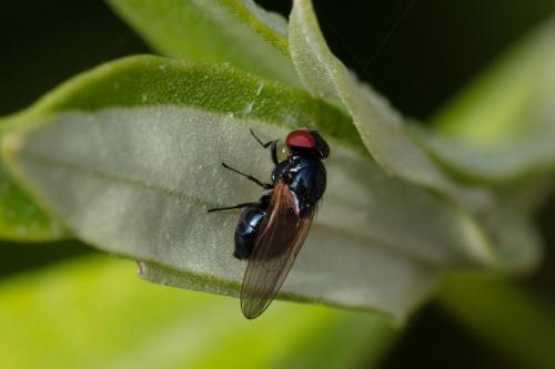 Silba fumosa
