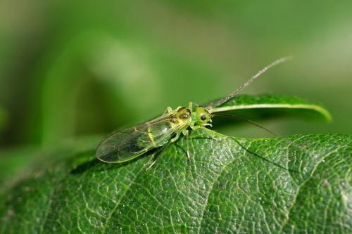 Réf. 289 756 : Stenopsocus stigmaticus
