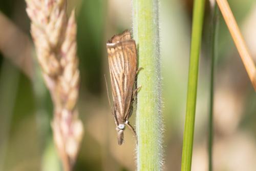 Réf. 289 763 : Chrysoteuchia culmella
