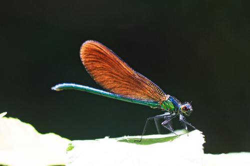 Calopteryx virgo