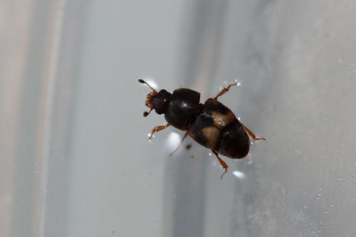 Carpophilus hemipterus