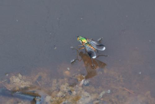 Poecilobothrus nobilitatus