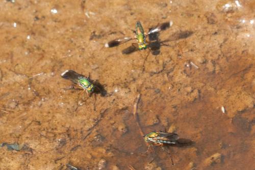 Poecilobothrus nobilitatus