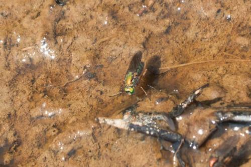 Poecilobothrus nobilitatus