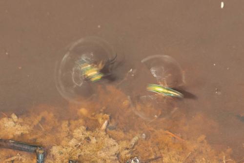 Poecilobothrus nobilitatus